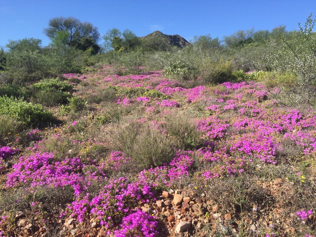 Calitzdorp Country House Екстериор снимка